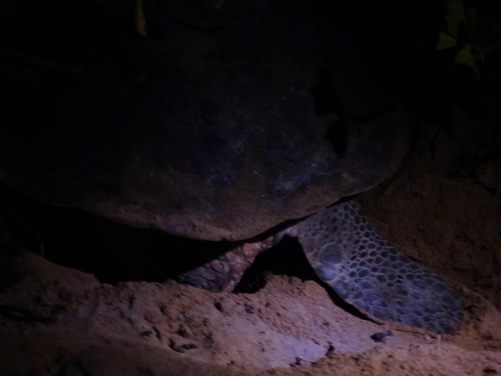 Sasagara Beach Villa Tangalle Eksteriør bilde
